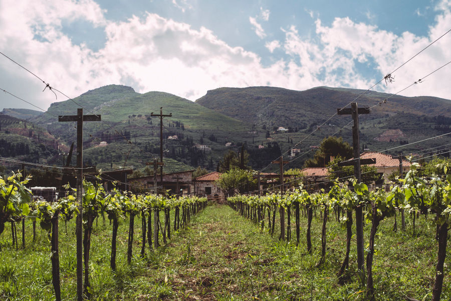 Klima Grampsa vineyards in the background of the sunshine, the building and trees and mountains